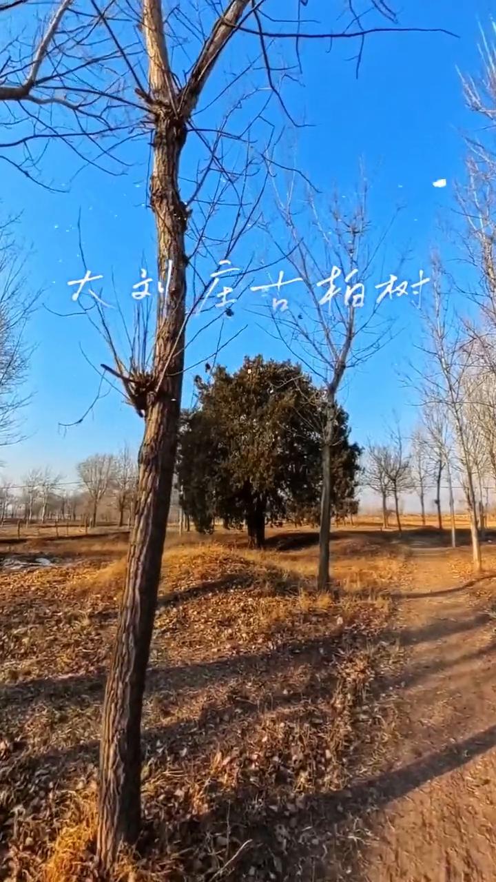 大利座古柏树，大刘庄，古柏村。
