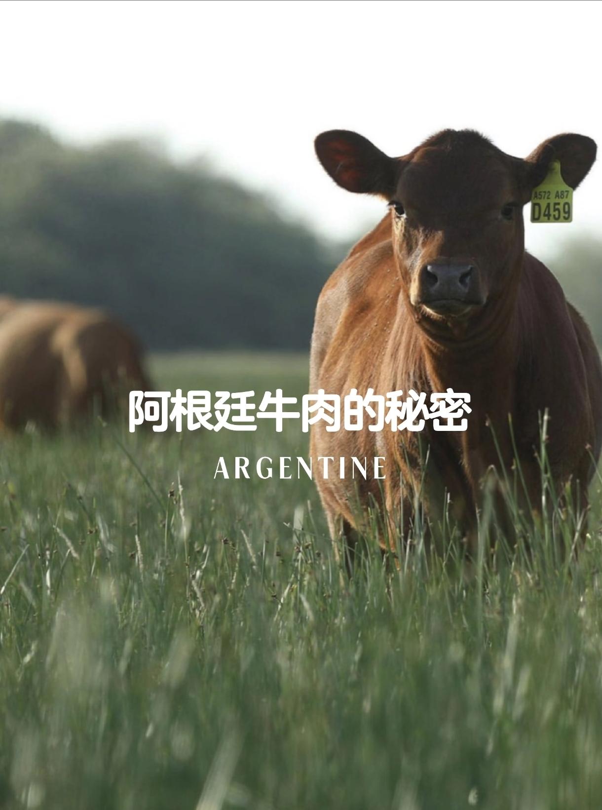 阿根廷为何不远万里，把牛肉低价卖到中国？
 
很多人纳闷，这么远的路程，运费难道
