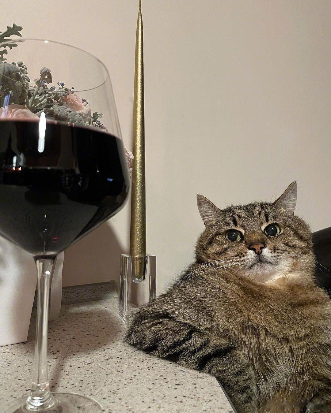 网友家的猫猫史蒂芬营业啦~Cheers🍸  #萌宠种草节# ​​​
