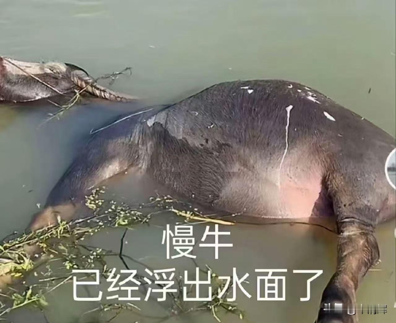 慢牛仍有基础，大家要有信心，不要垂头丧气，自取其辱。