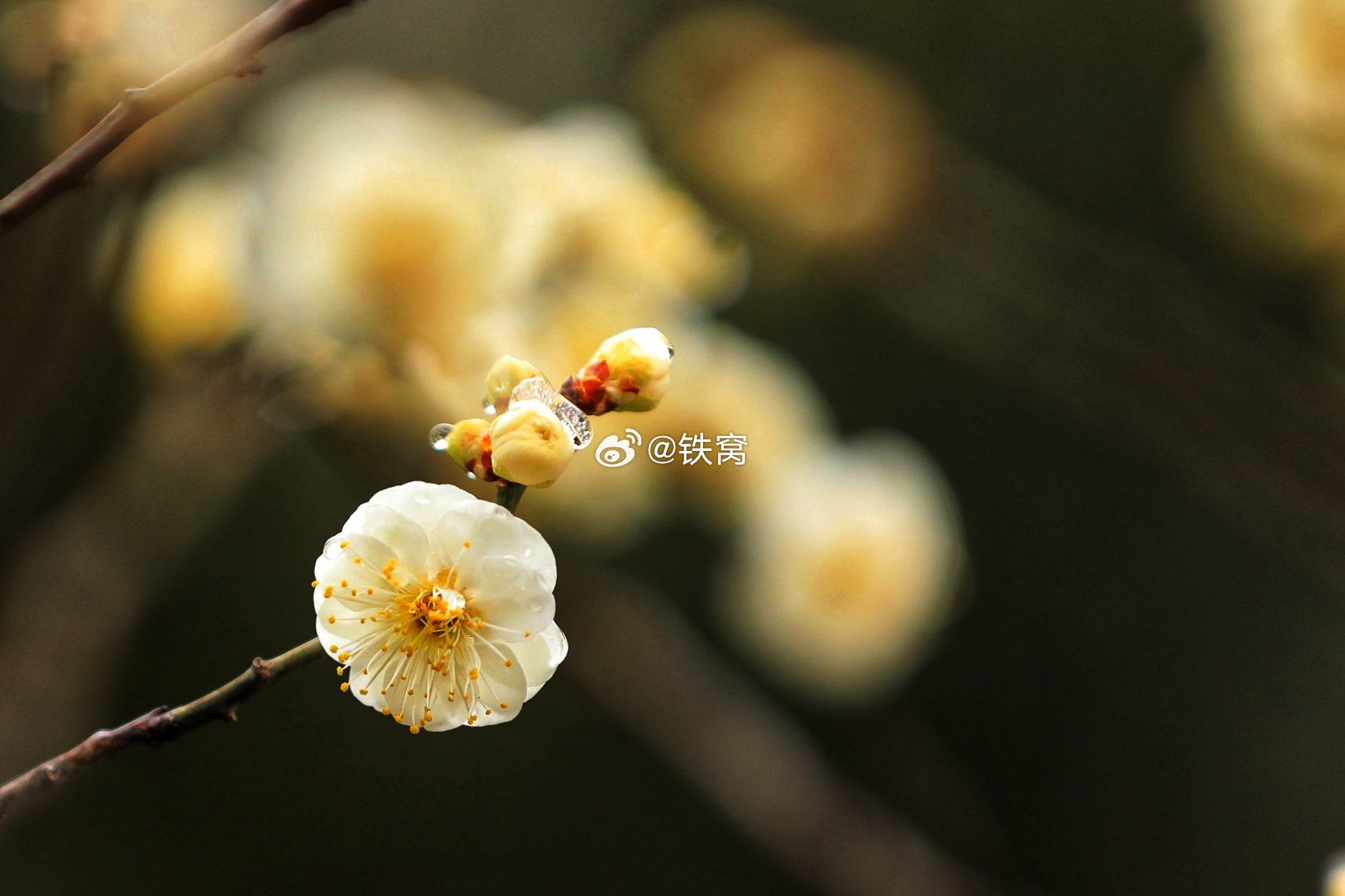 颐和园谐趣园梅花摄影