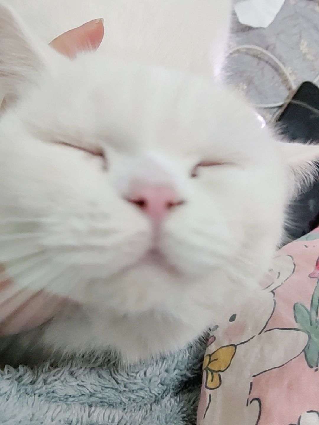 mua-猫咪飞吻
