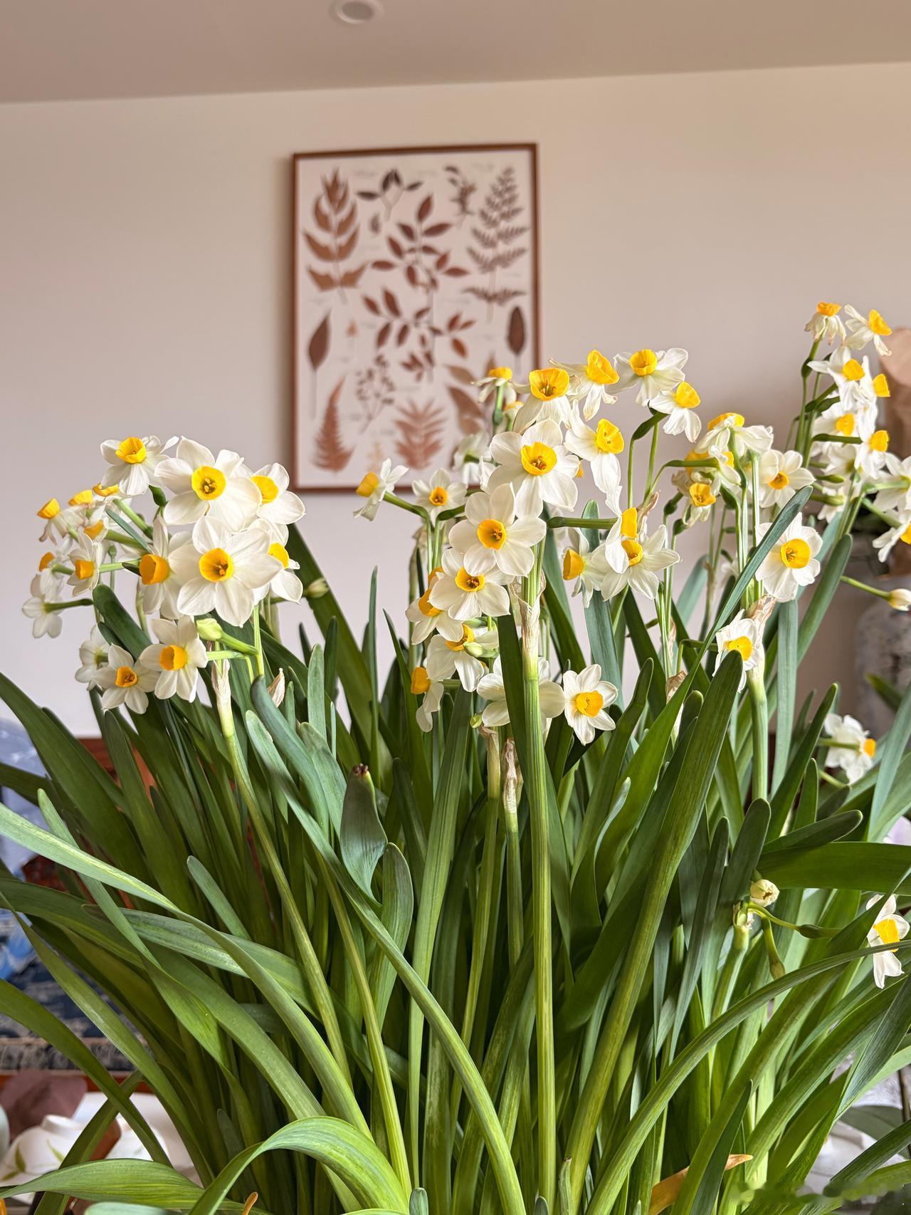 中国各省、自治区、直辖市及特别行政区的省花：

1、北京：月季、菊花
2、天津：