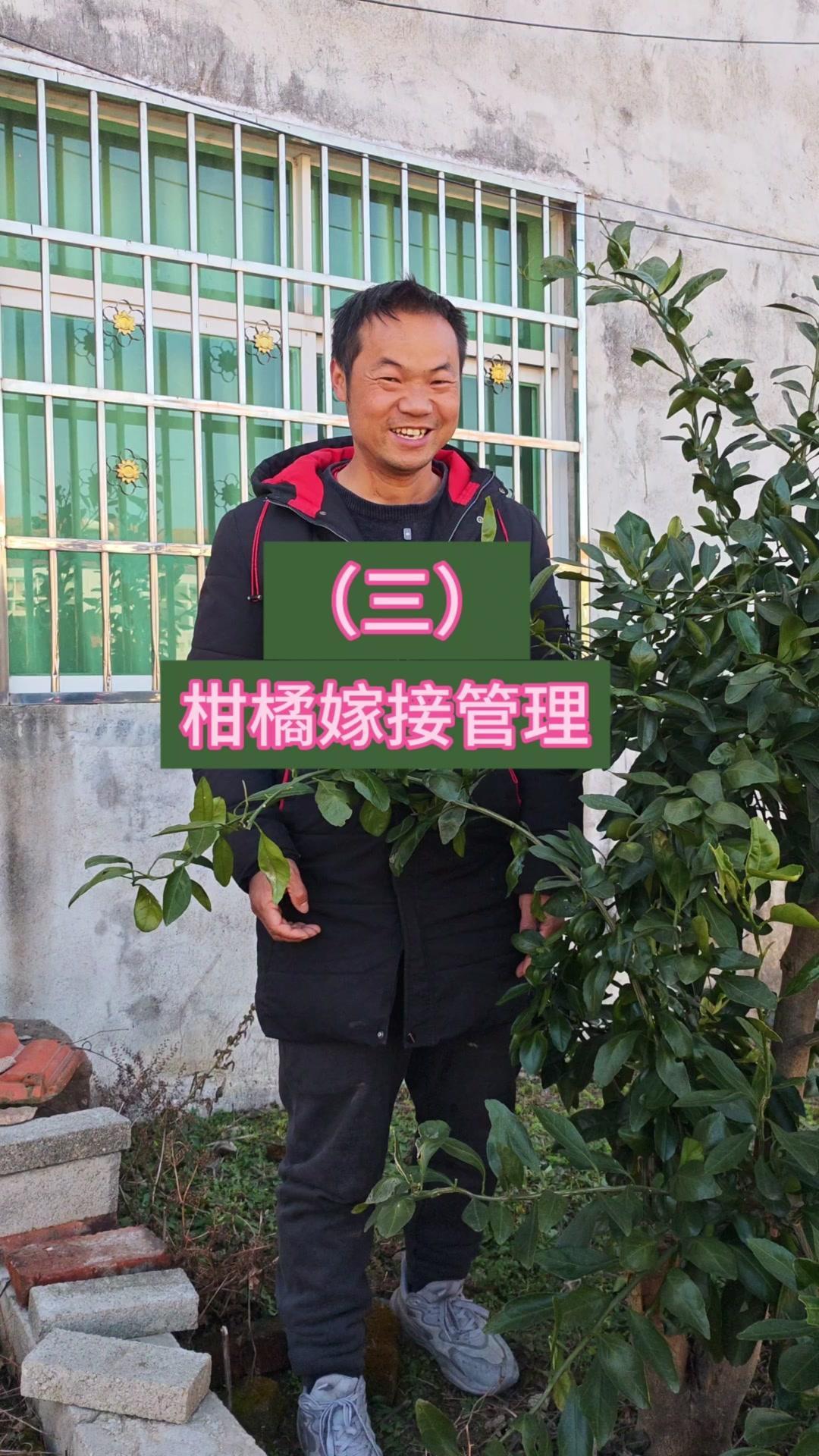 春天嫁接的橘子树长势太惊喜了！柚子砧木上9个芽点全活，伤口愈合得超棒，现在枝条都