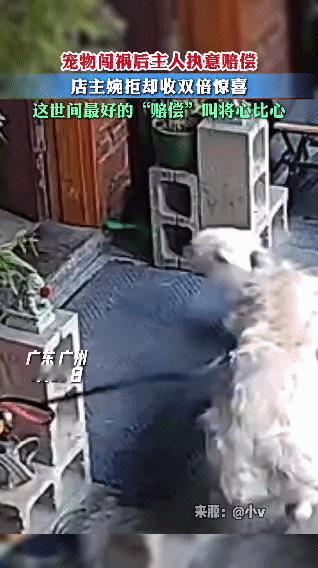 在广州的一家店铺门口，一位顾客带着宠物狗到店时，狗狗不小心碰倒了店门口的花瓶，花