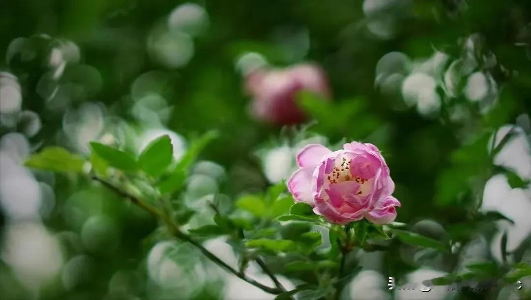 侄儿结婚去买”五金”，回来给我买个戒指。我又惊又喜，自己捧在手心的宝贝长大了，知