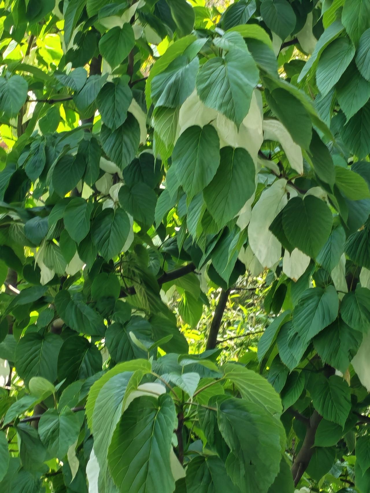 国家一株濒危植物珙桐，在商洛市水利局大院开花了！满树的花儿像无数白色的手绢挂在树