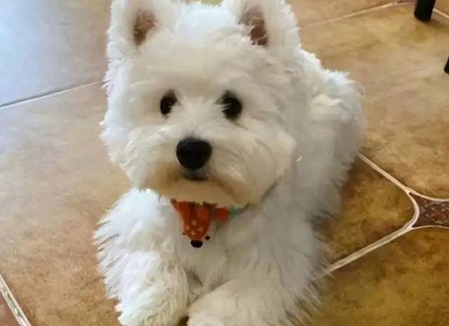 男子毒杀9条宠物狗一审宣判！网友：大快人心
 
只因邻里纠纷心生怨恨，竟狠心毒杀