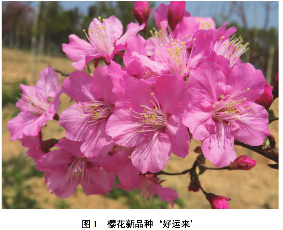 众所周知，¹ 中国的樱花种质资源非常丰富，中国的樱花栽培历史悠久。这几年新的樱花