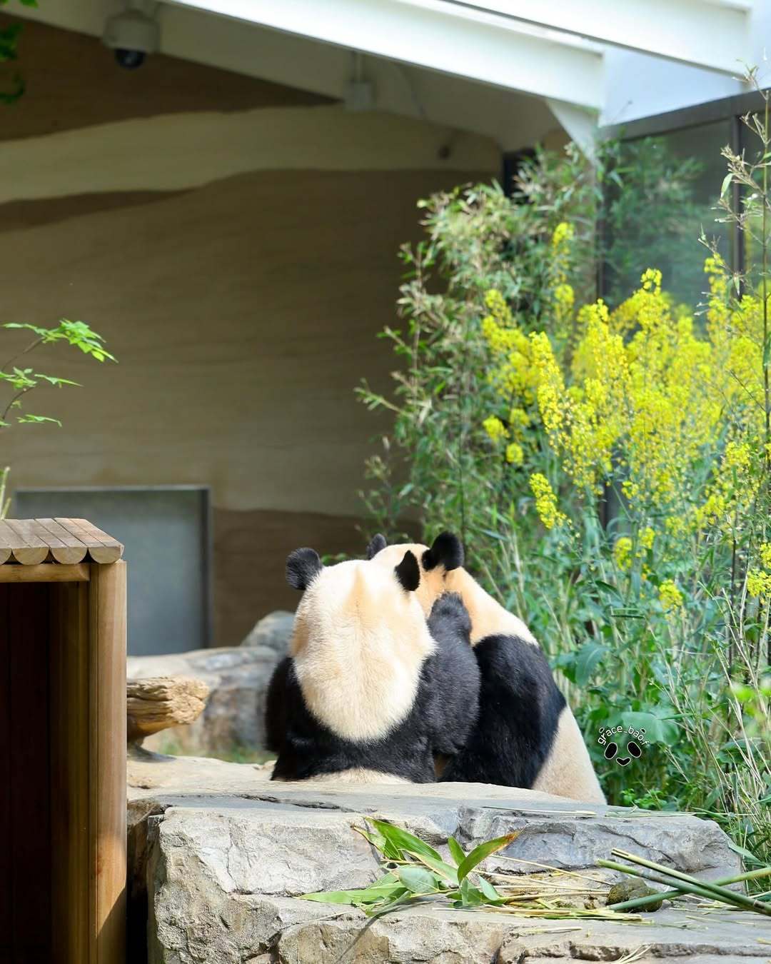 熊猫守护者 🐼森林驿站🌳熊猫是大自然的快乐使者，灵动身影点缀世间，让天地愈发