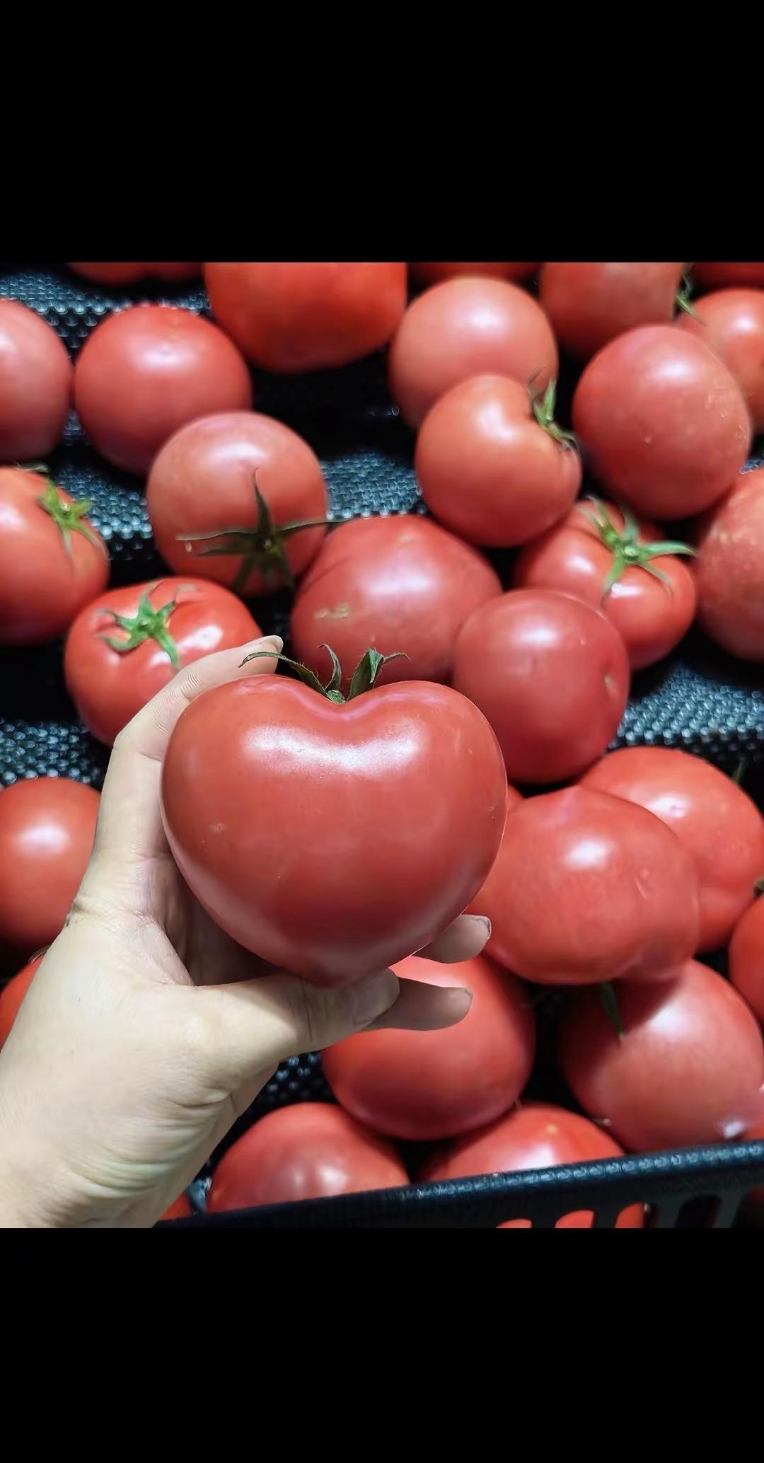 生活不顺，就对它说句"tomato "！
