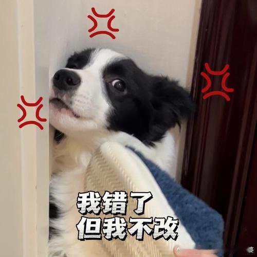 黄晓明Angelababy带小海绵游迪士尼AB处心积虑地想要复出，疑似雇狗仔跟拍