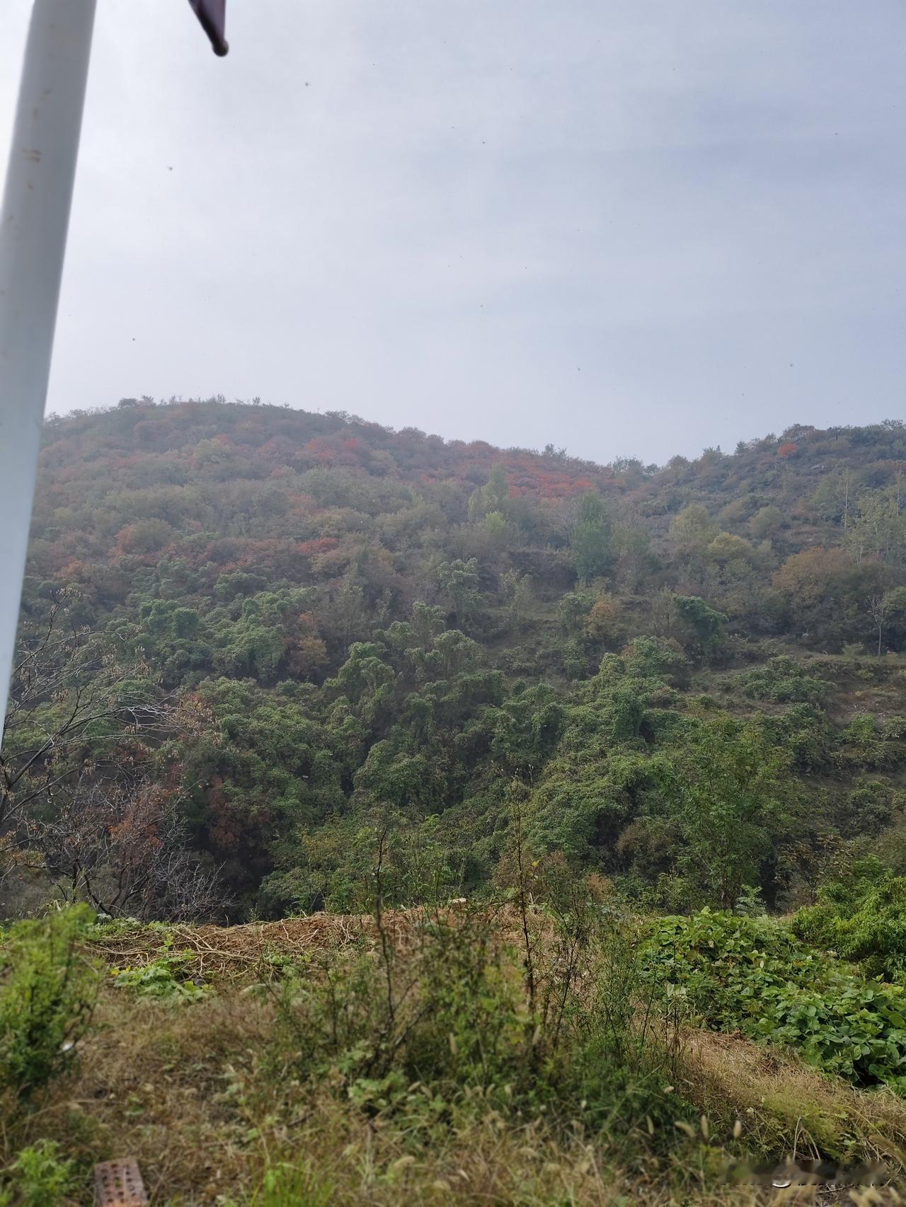 山间秋韵：一抹斑斓绘就的自然诗卷
 
秋日的山，是大自然最富才情的画师挥毫的杰作