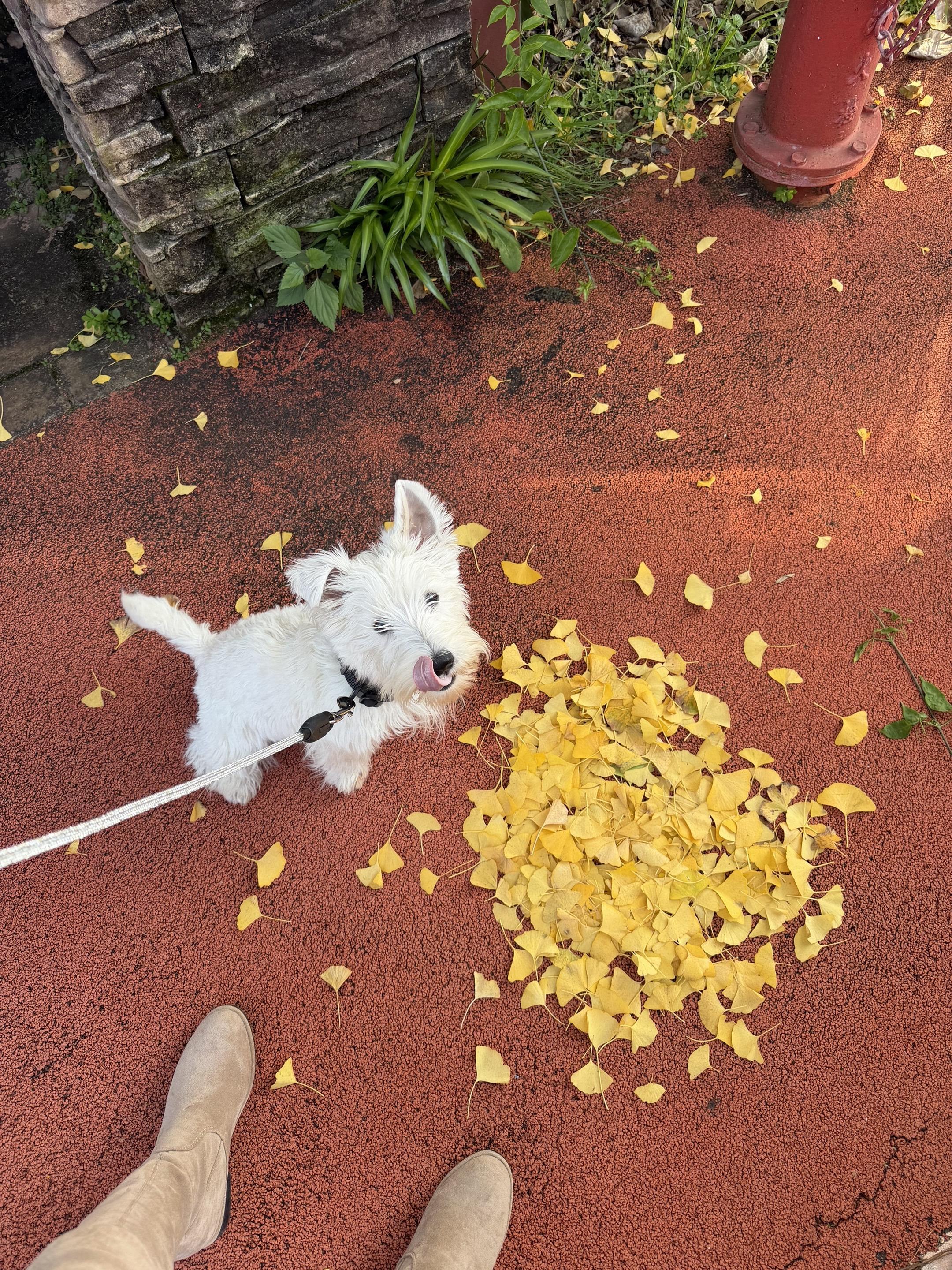 小狗的第一个秋天呀