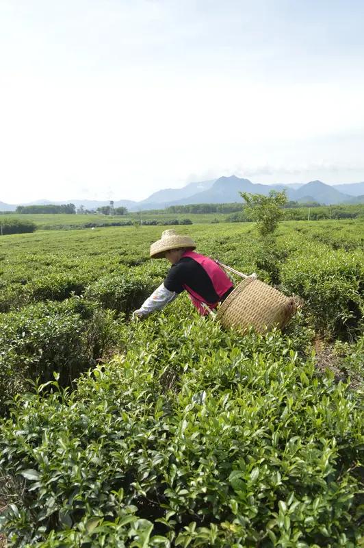 海南将以更大力度解决历史遗留问题 海南要以更大力度解决历史遗留问题，这可太让人期