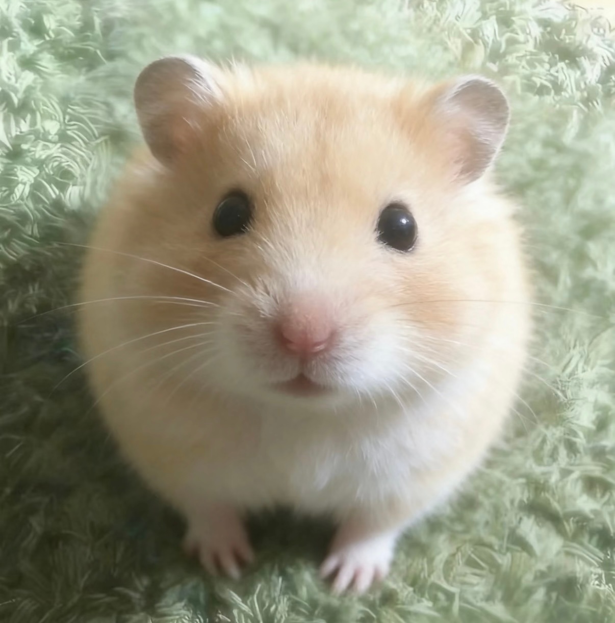 ᗜ ᴗ ᗜ ​​​