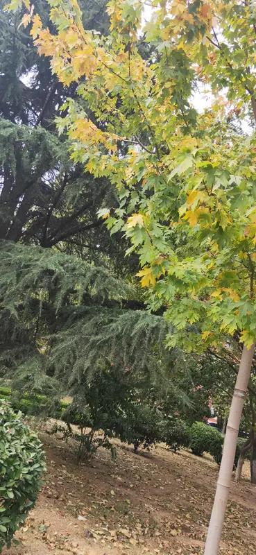 馨漪婉风所作的《七绝•秋情漫》着实精妙。“月扯银纱漫笼窗”，一个“扯”字，赋予月