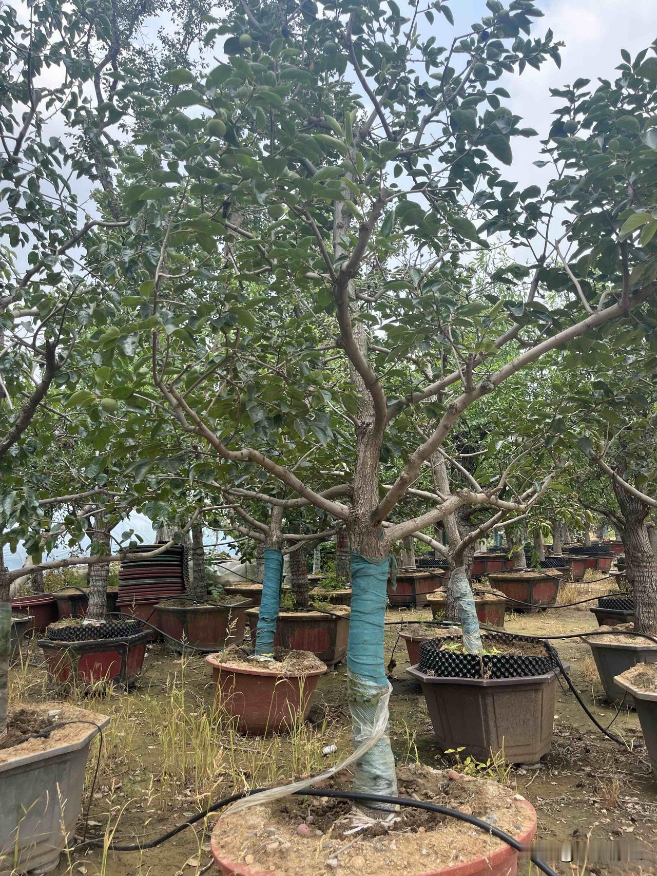 造型别致柿子树，放庭院寓意着事事如意