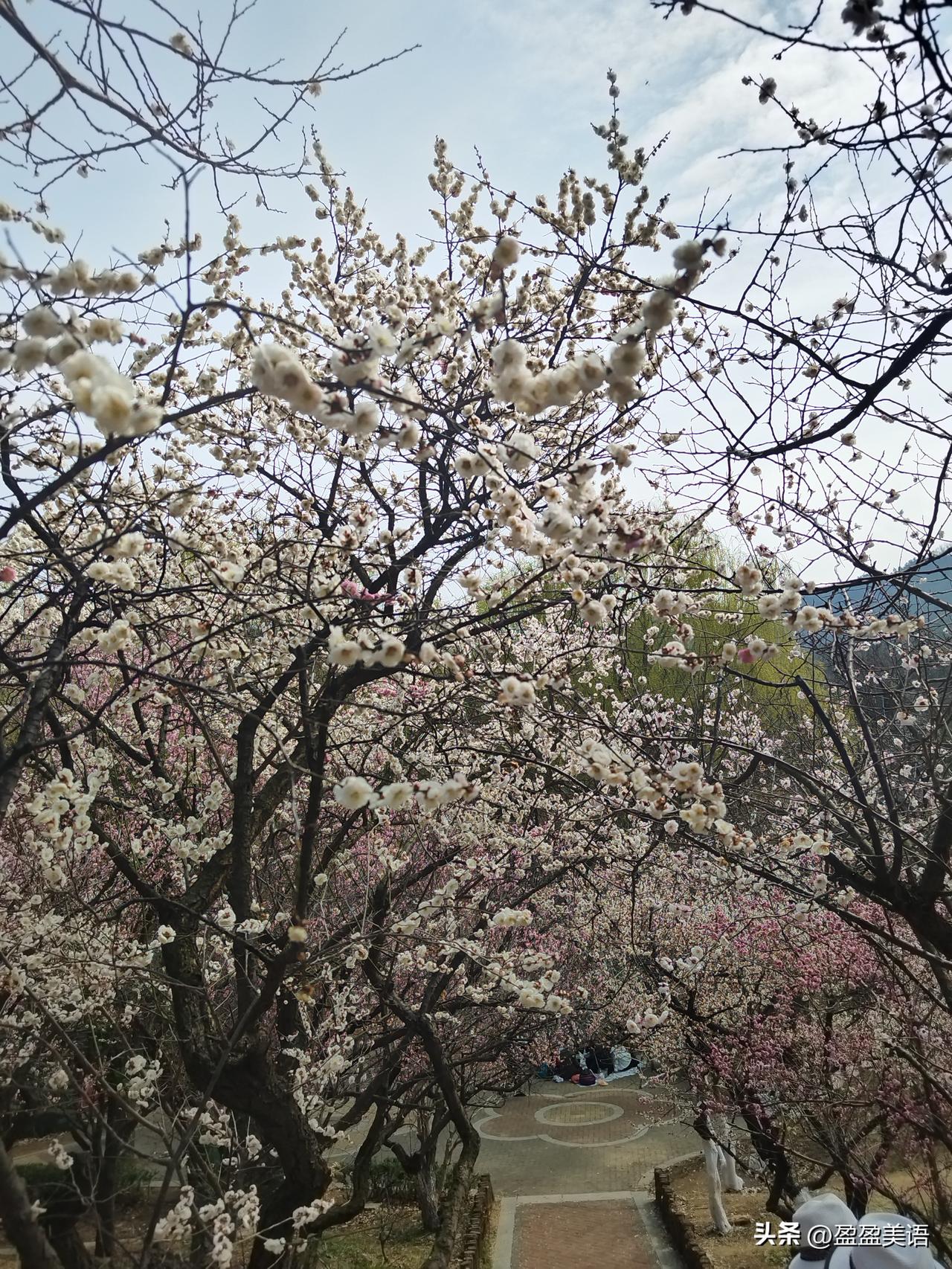 三月赏花好时节

十梅庵的梅花开的铺天盖地，像满天繁星，一时误入仙境。

除了梅