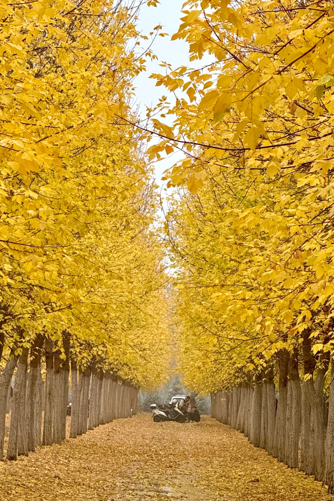 10.13实况，京郊偶遇双色枫叶林📍定位不私藏