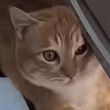 第一次在一只猫脸上看到了尴尬 喵：嘿嘿嘿