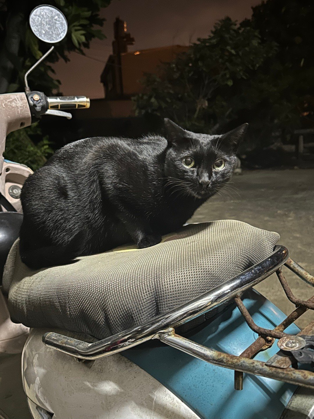 養娃不易，養毛娃也不易我家吉吉眼睛👁️前幾天有狀況，要幫她點藥水，只成功一次，