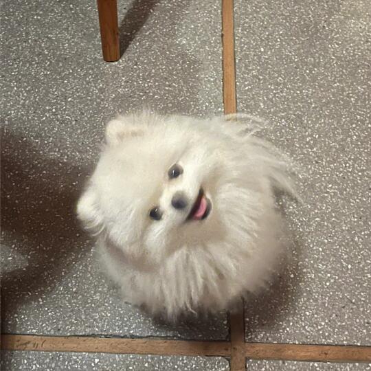 东北狗爱热闹