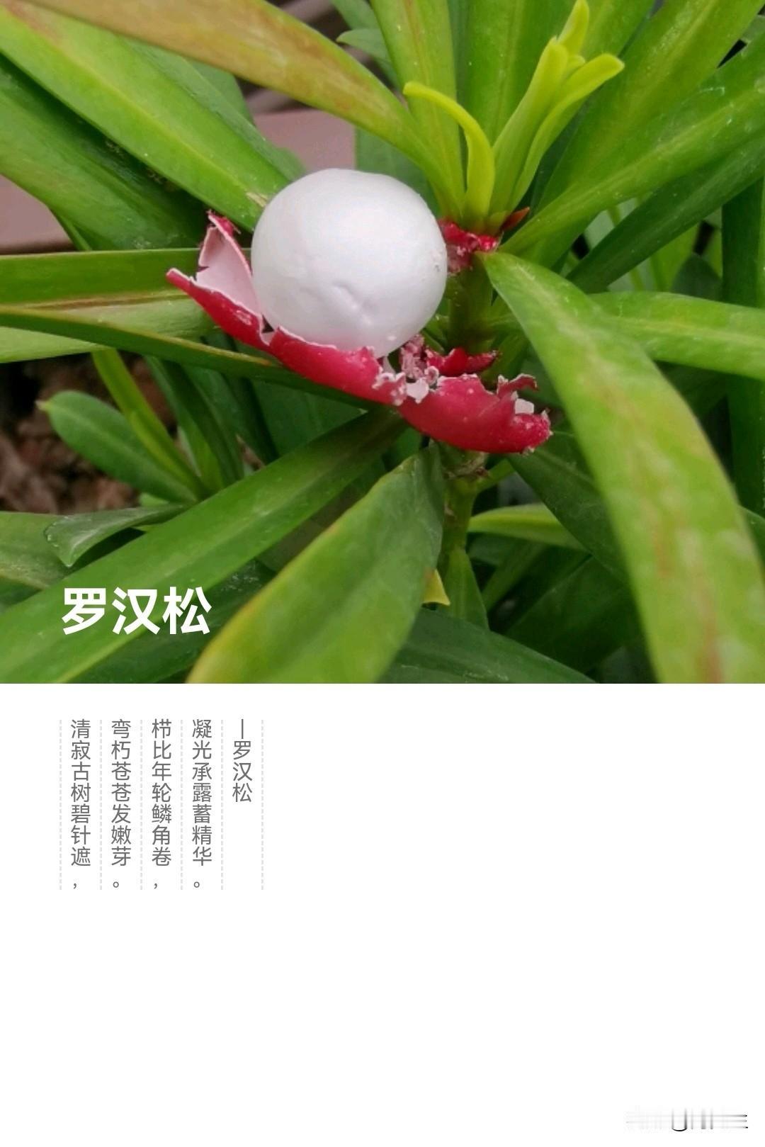 清理手机内存植物 形色 系列之（60）