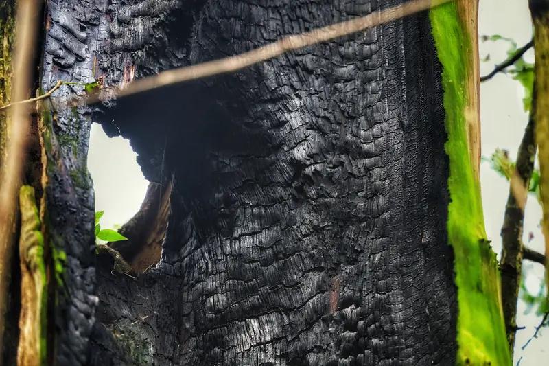自贡赵女士爷爷奶奶家的一场火灾，让近40万现金被烧得惨不忍睹。老两口不喜欢把钱存