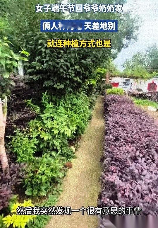 有网友端午回家，刚推开院门，脚步就停住了。
院子正中间，像被谁拿尺子划了一道线，