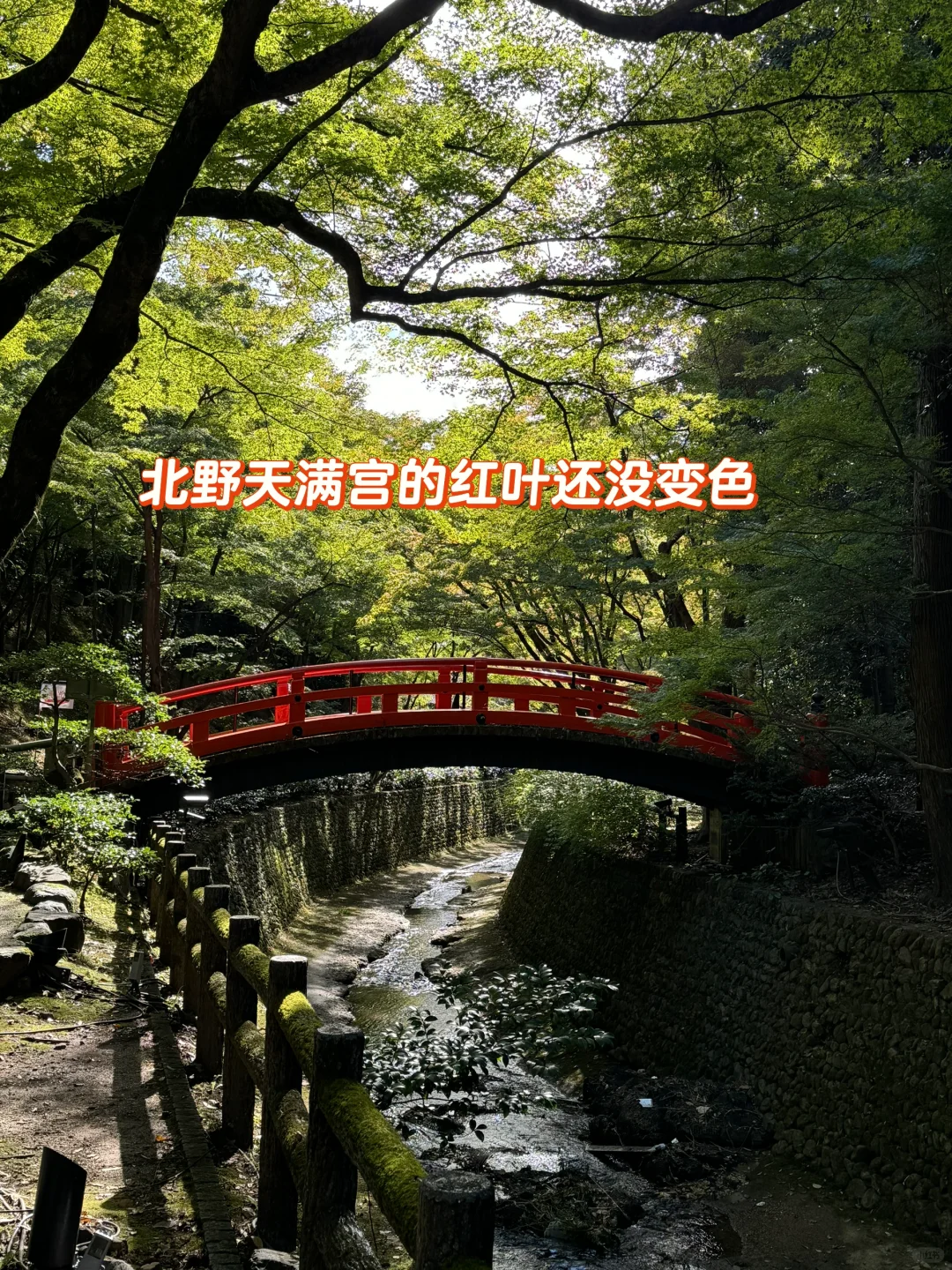 11/10京都红叶现状