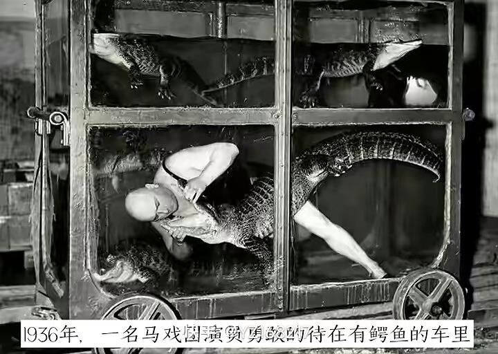 看到照片里马戏团演员和鳄鱼在一起，让我想起马戏团界“猴女”与“鳄鱼人”的故事。珀