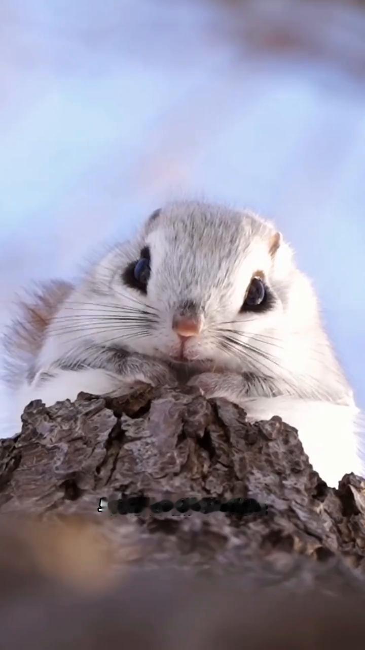 这个刚把脑袋从树里长出来的东西，其实是一只西伯利亚鼯鼠。由于它们的眼睛非常大，我