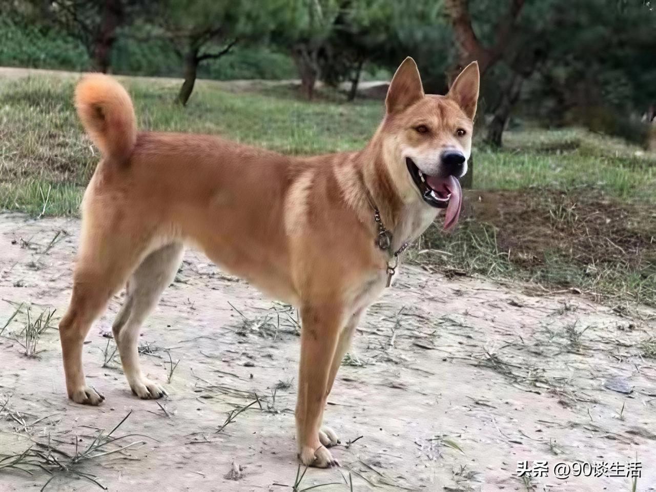 我对养狗狗有点恐惧，这真不是说笑。小时候在老家养了一条小狗，整整8年时间，在得知