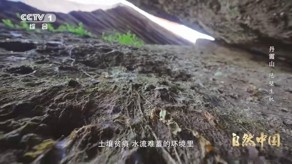 小虾一代代接力爬上200米悬崖 被这群执着攀爬的小虾狠狠打动，弱小躯体蕴藏着不容