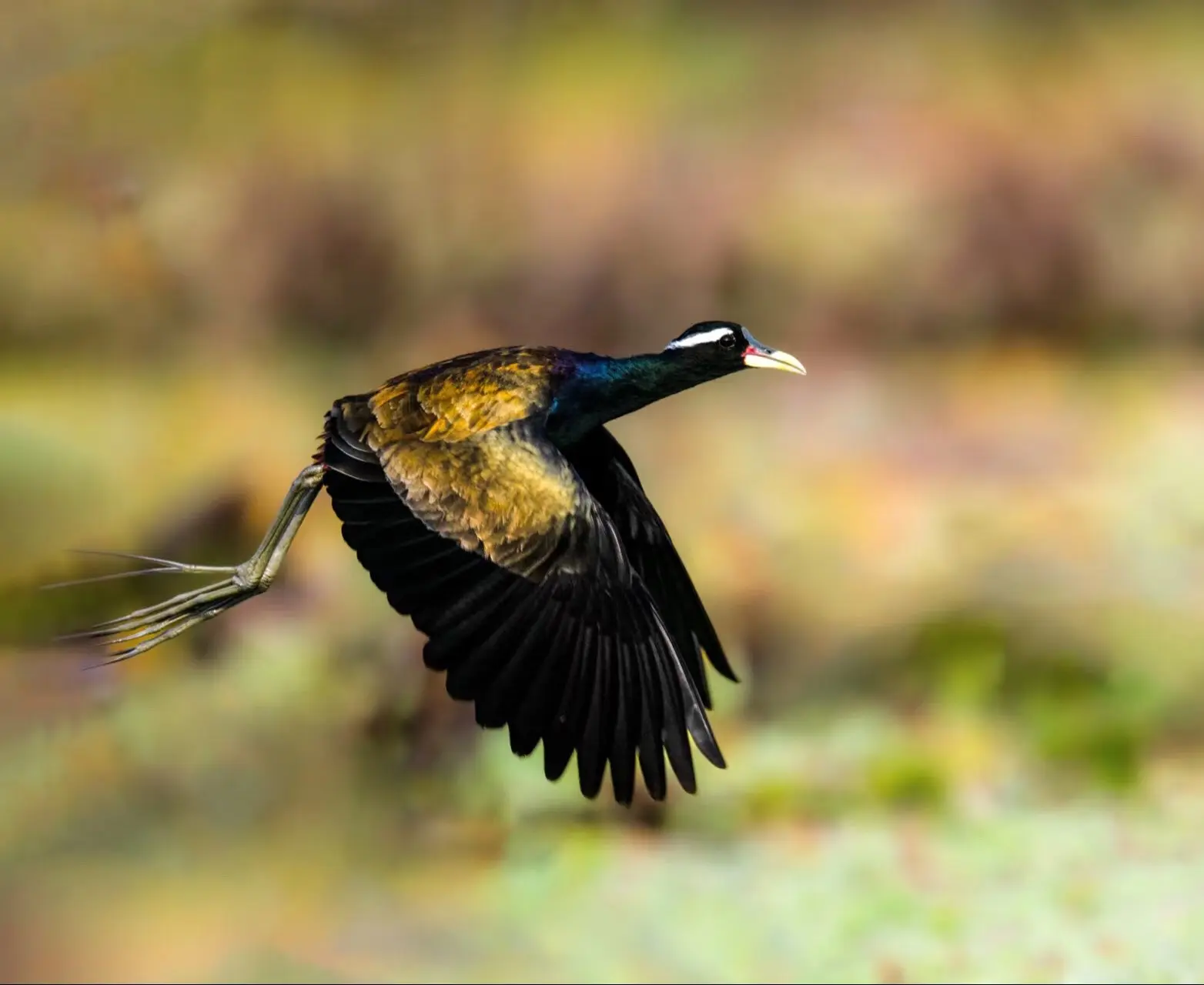 铜翅水雉(zhì) （英文名：Bronze-winged Jacana...