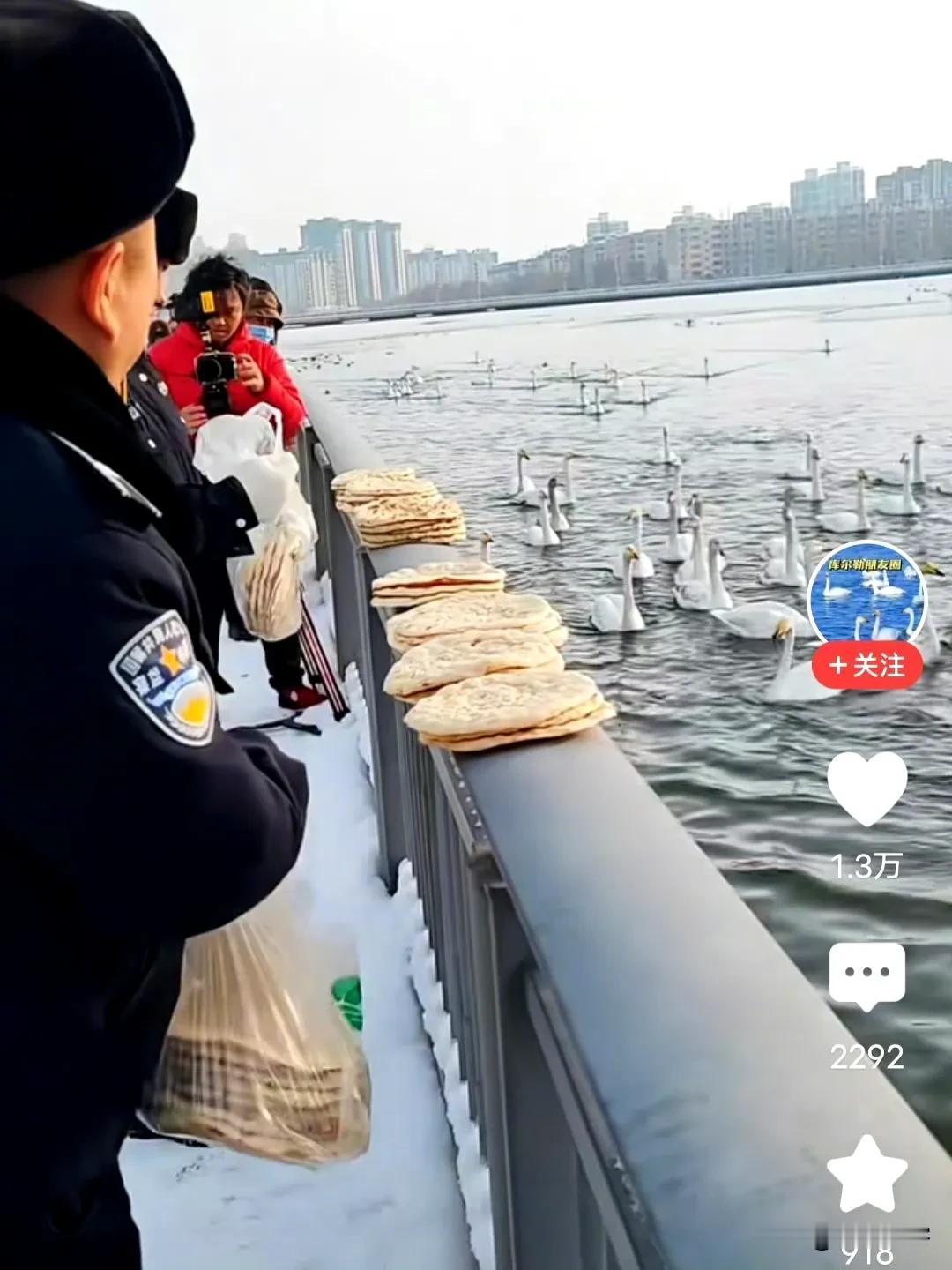 说句大实话，在中国当一只天鹅，都吃的比叙利亚乱世人吃得好！