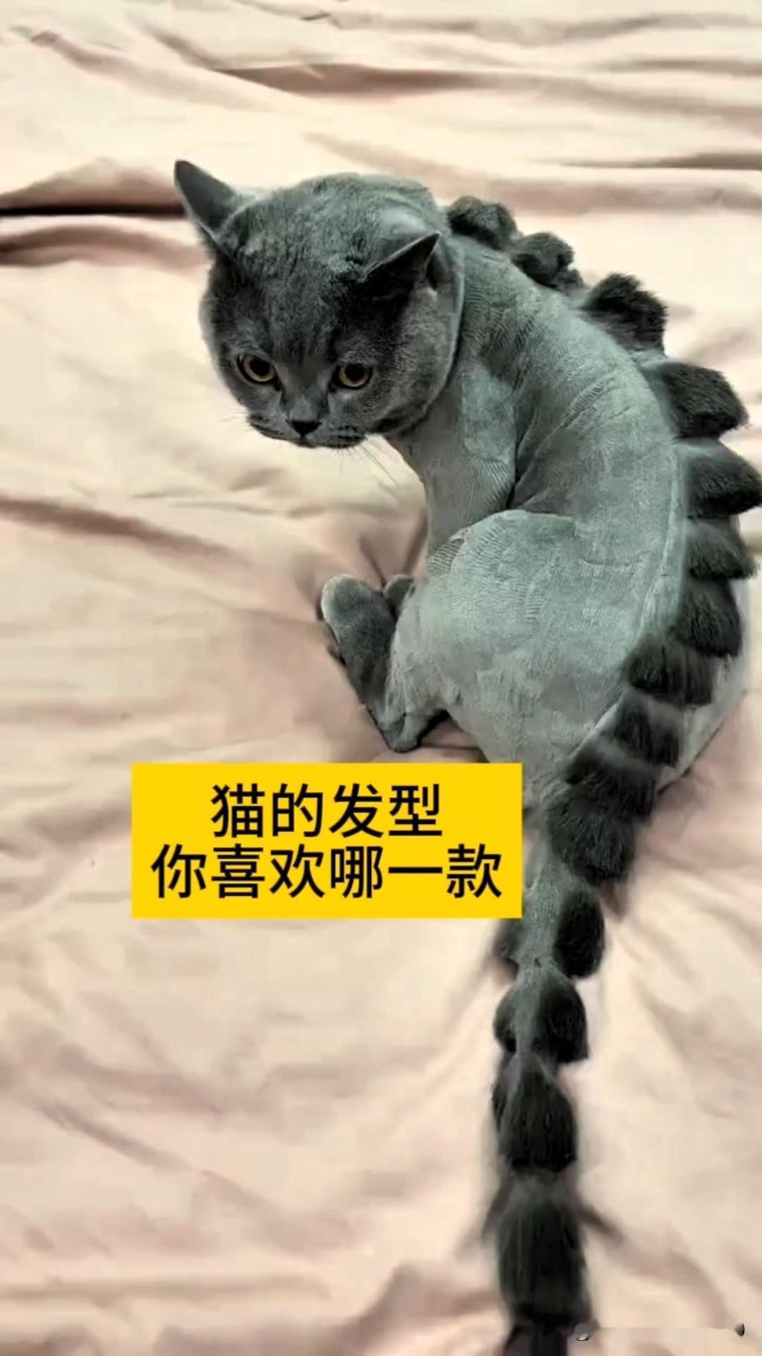 俺真是服了这帮铲屎官，把猫咪毛发剃得五花八门，啥造型都有。
有恐龙款、熊猫款、狮