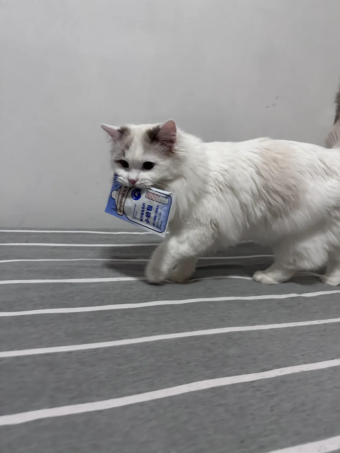 小狗猫真的太可爱了😍