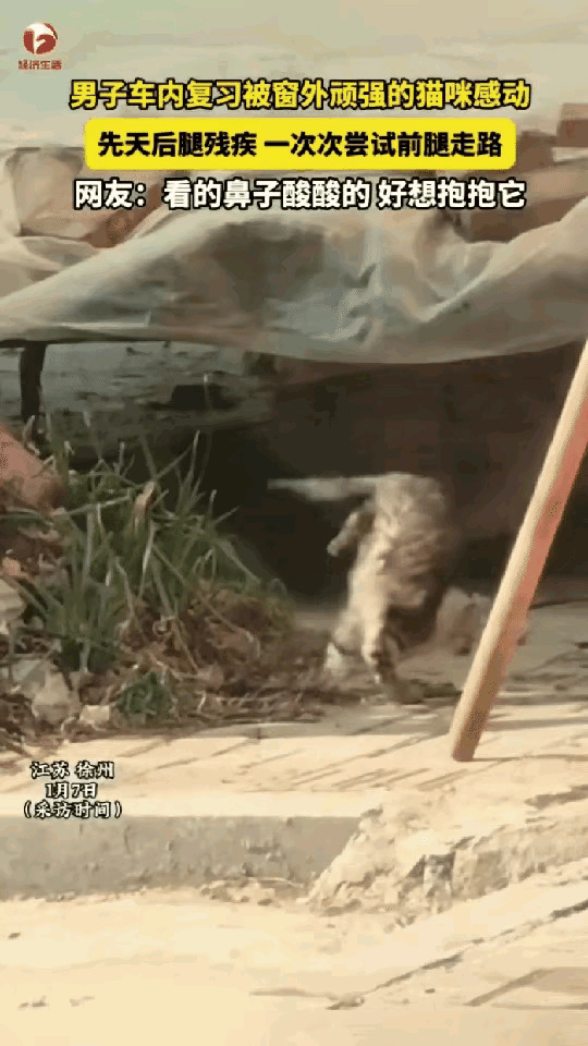 泪目了！江苏，一男子把车停在路边，坐在车里复习，忽然看见车窗外面有一只小猫在努力