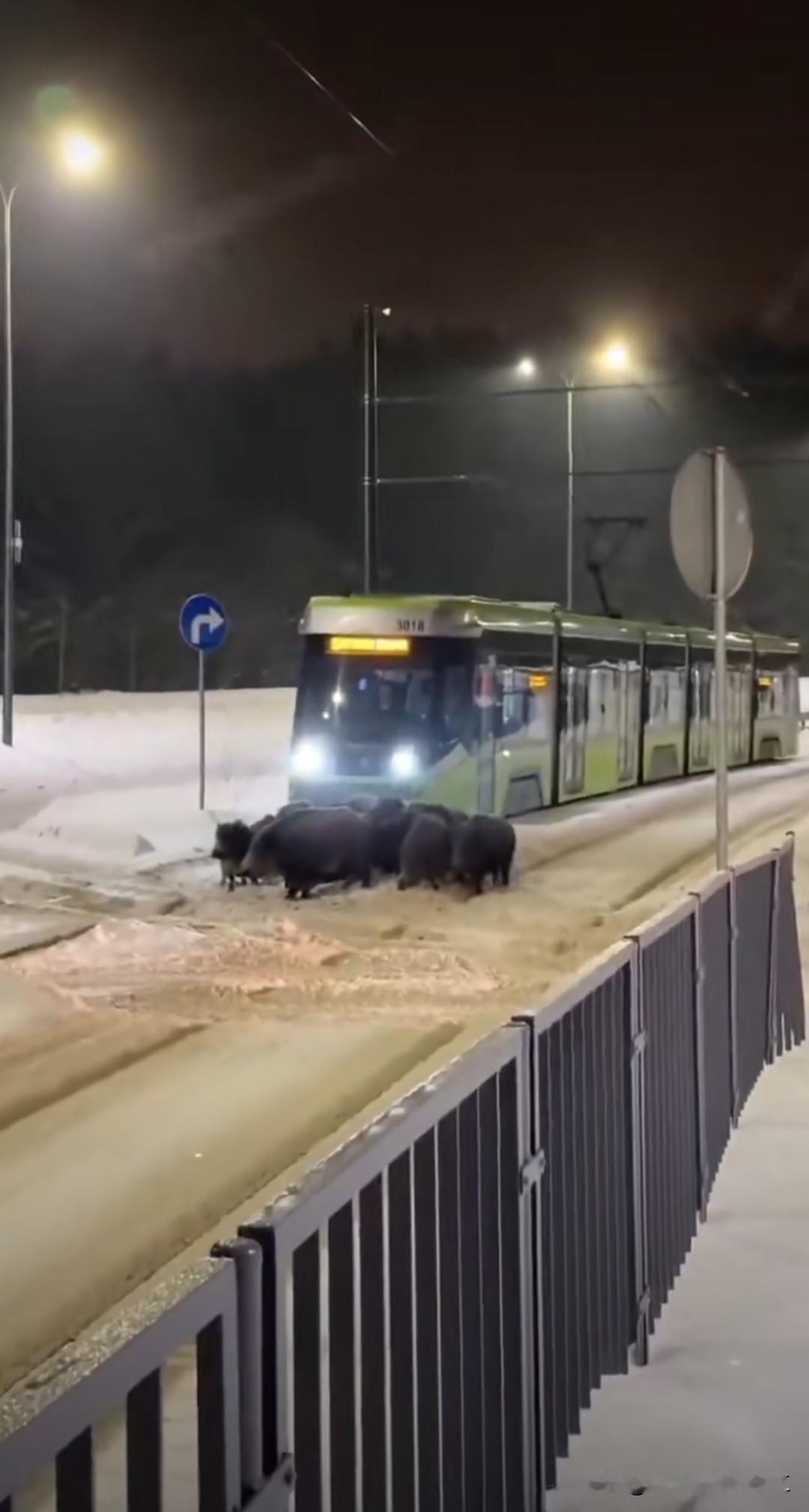 在波兰奥尔什丁市，一群野猪挡住了有轨电车的去路。

大约十头野猪长时间阻碍有轨电
