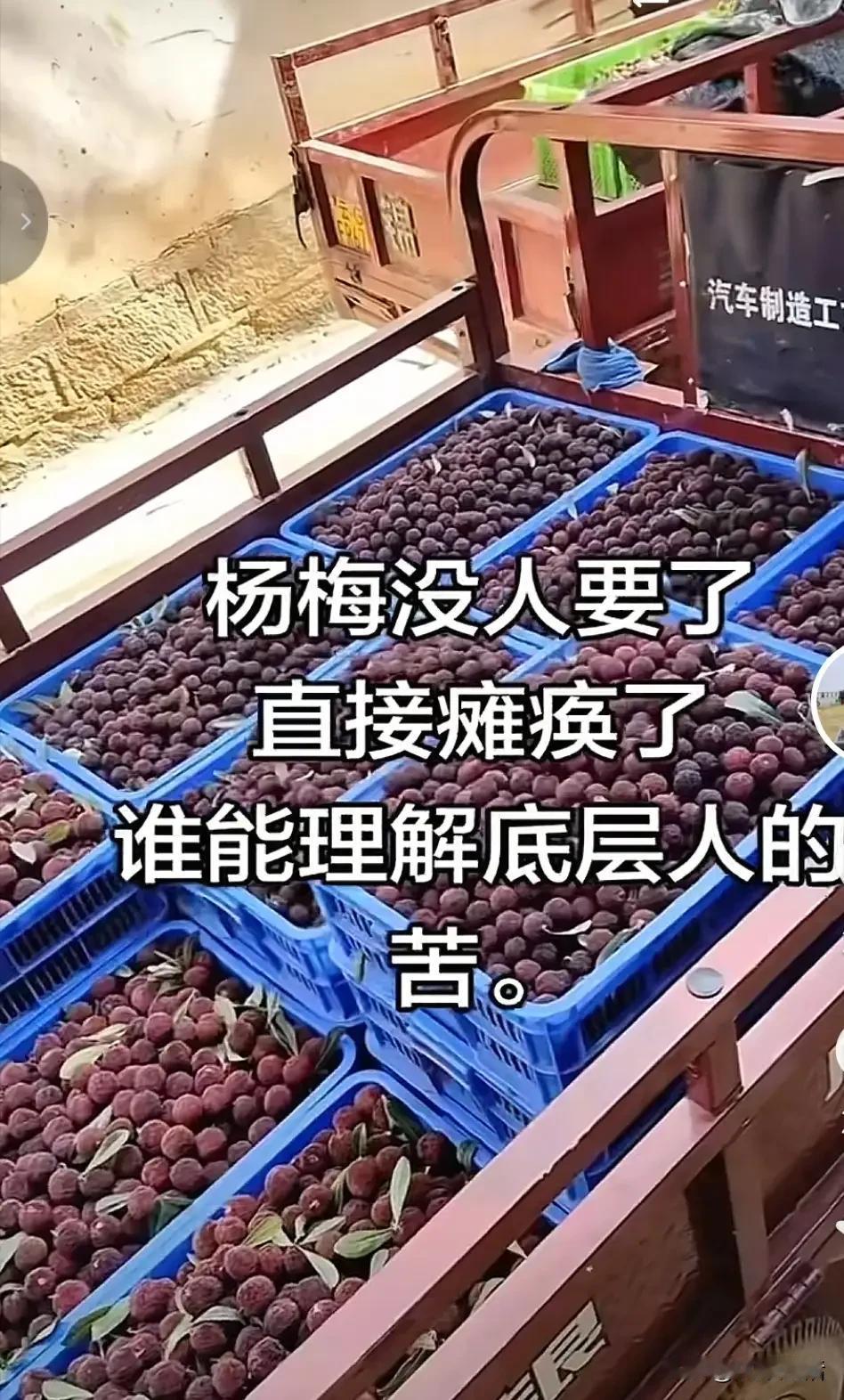 闹大了！​漳州杨梅已滞销了！

浙江市场一商户吐槽，今年不仅漳州杨梅，还有杭州杨