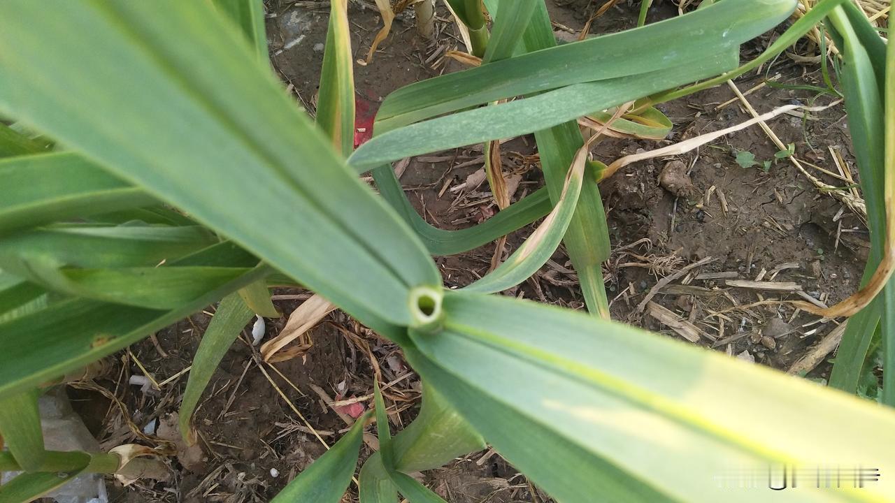 蒜米每斤1.8-1.9元左右，印尼每斤1.9-2.1元，一般混级每斤1.9-2.