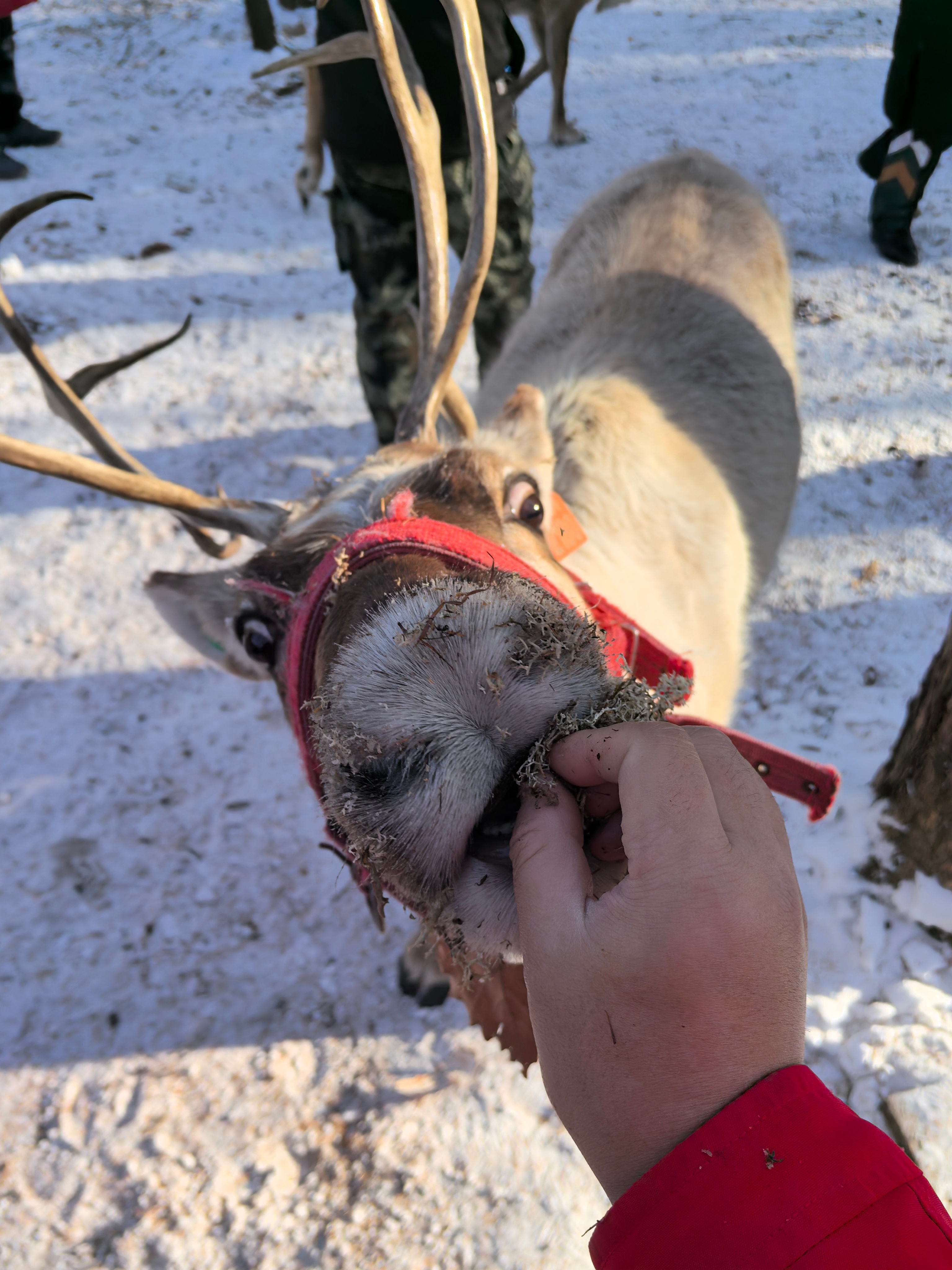 猫 没吃的你咪什么咪动物就是这么真诚，前几天在净月潭喂驯鹿也是，手里没有苔藓了，