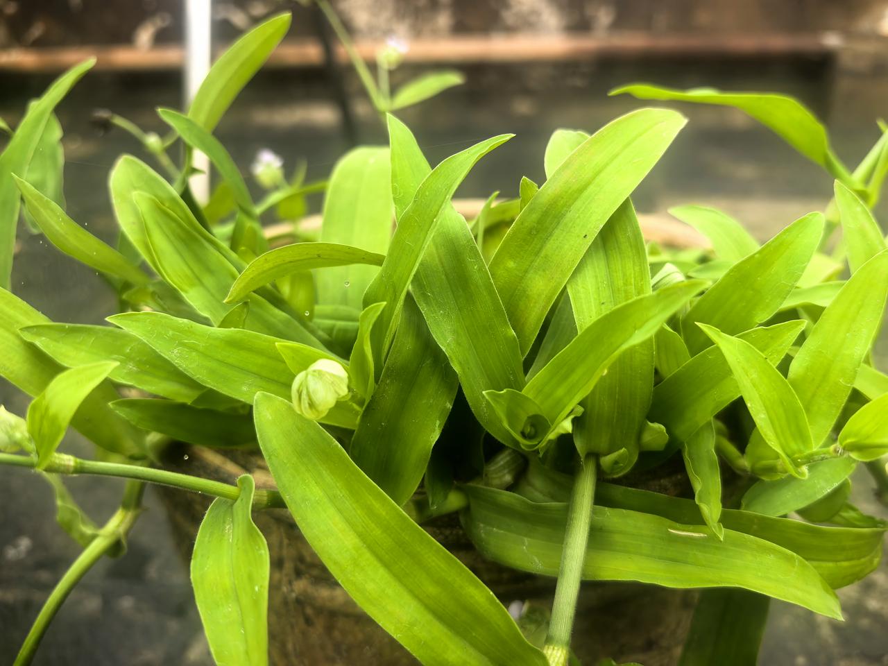 广州连日细雨绵绵，我从乡下移栽回来的痰火草，在雨水滋润下悄悄绽放了。
 
原本只
