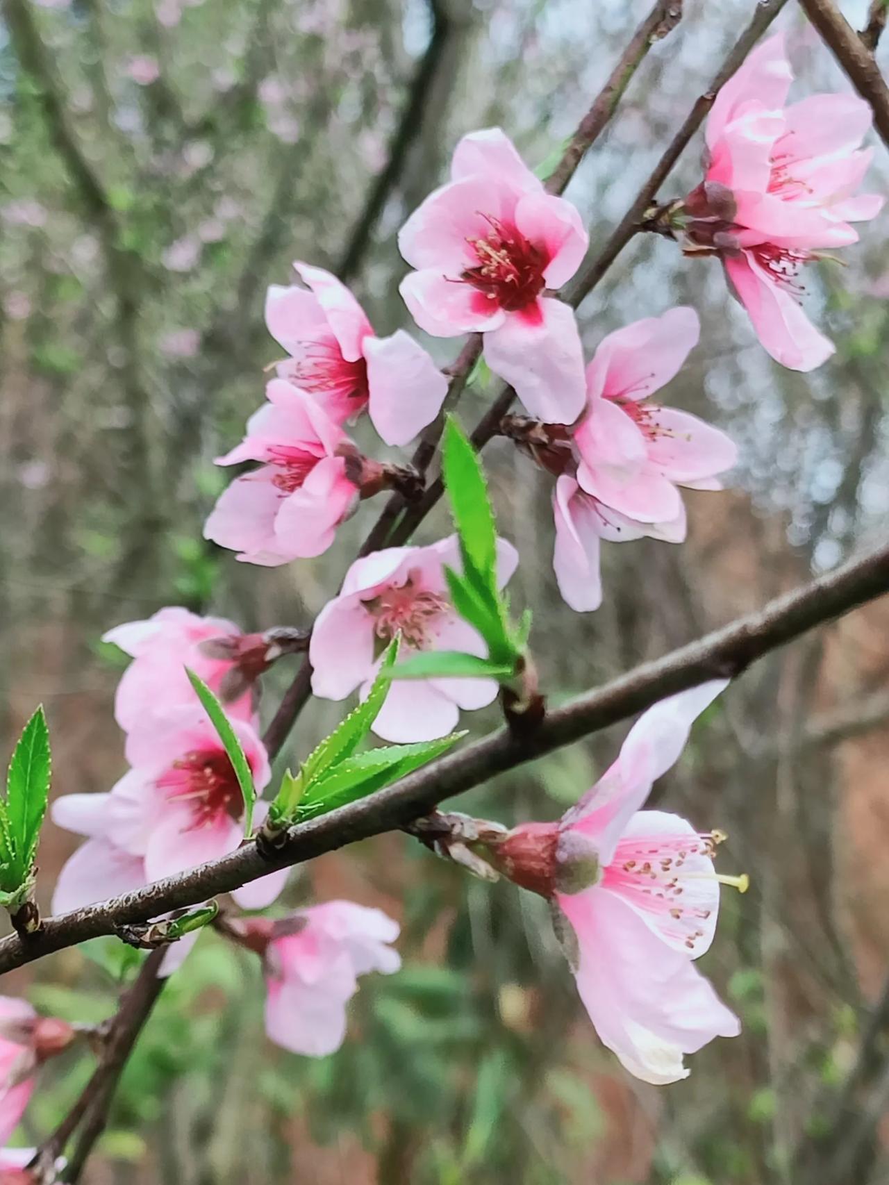 差点又错过了今年的桃花开！
是啊！错过花开，我们还可以期待下一次，但有些事情一旦