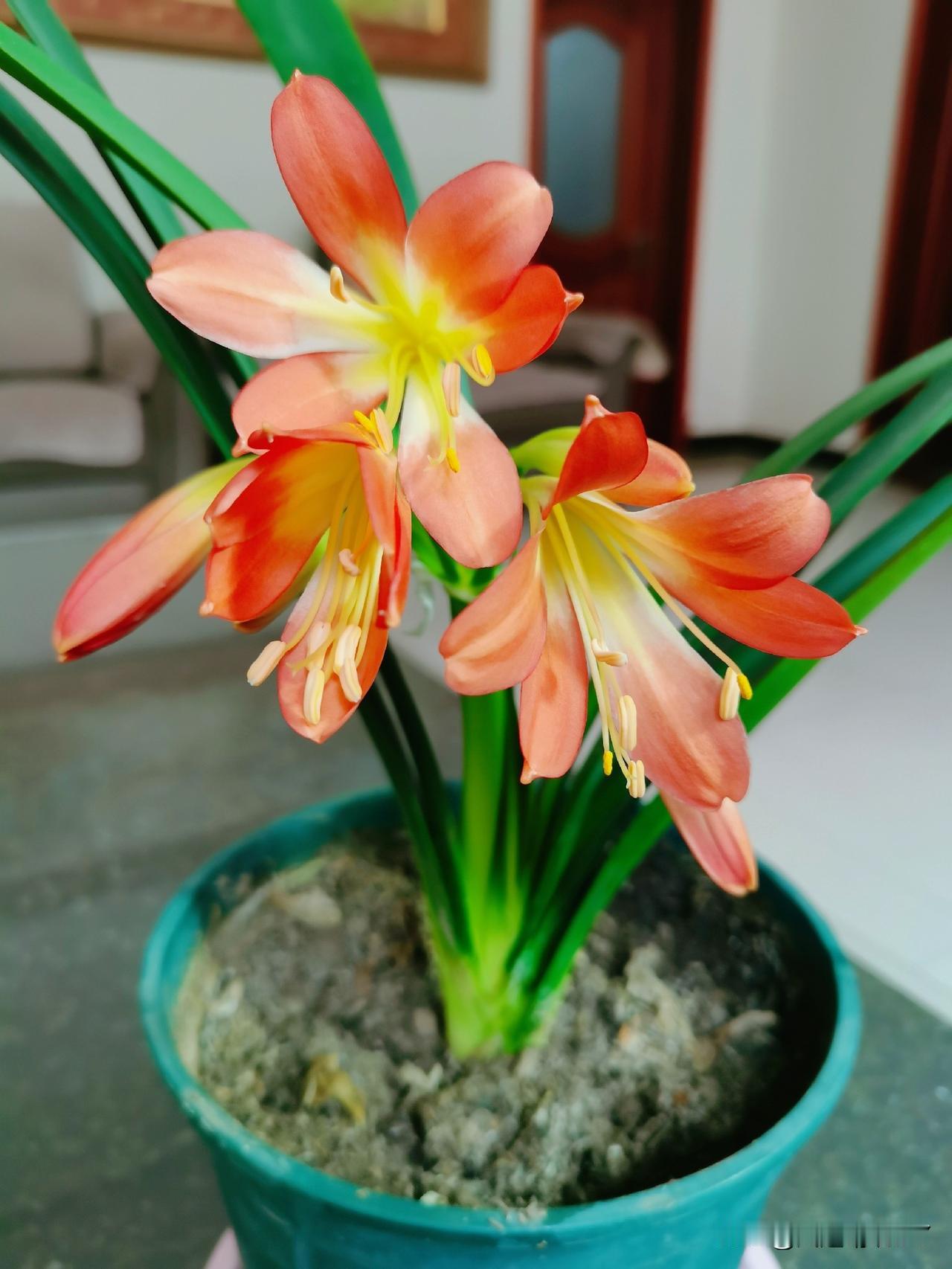 我家养的君子兰开花了。
君子兰开花不易，不是每年都开的，也不是每棵都开的。她和女