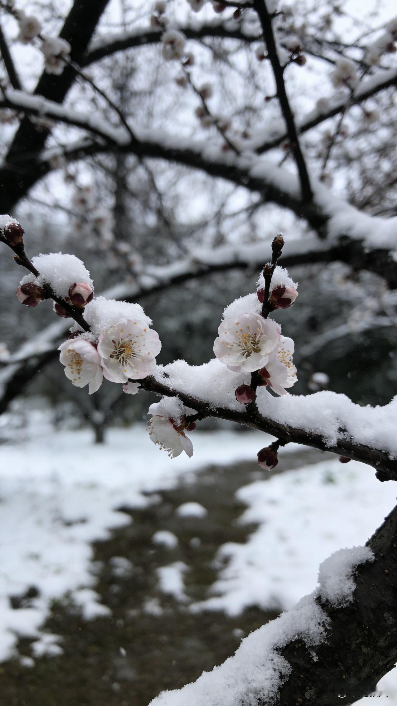 冬至过后雪都/来了！这冬日上联我试了好多下联都不满意，全网才子来救场❄️
上联：
