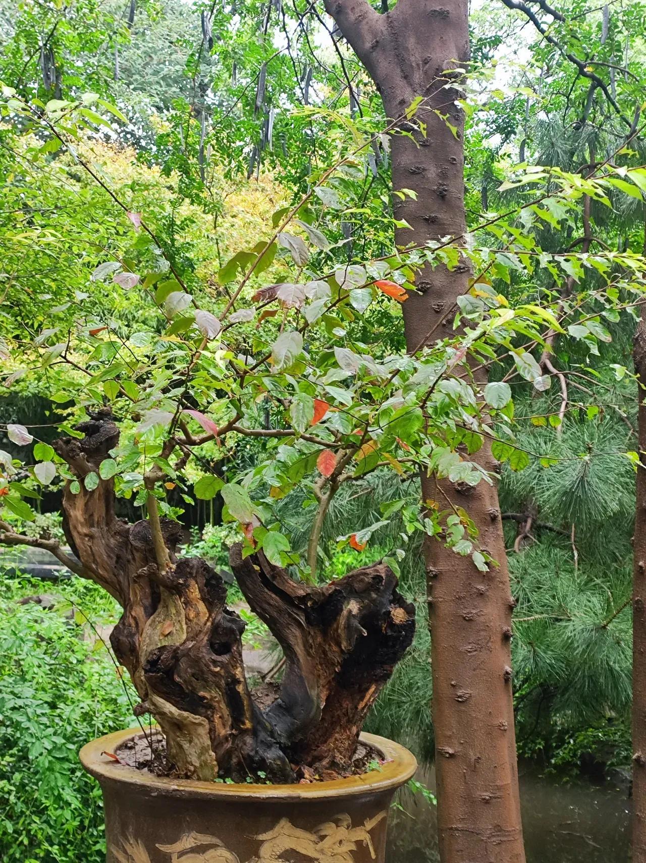 一盆不知名的盆景

梦溪园里有一盆盆景，很喜欢，关注了几年了，却不知道它的名字，