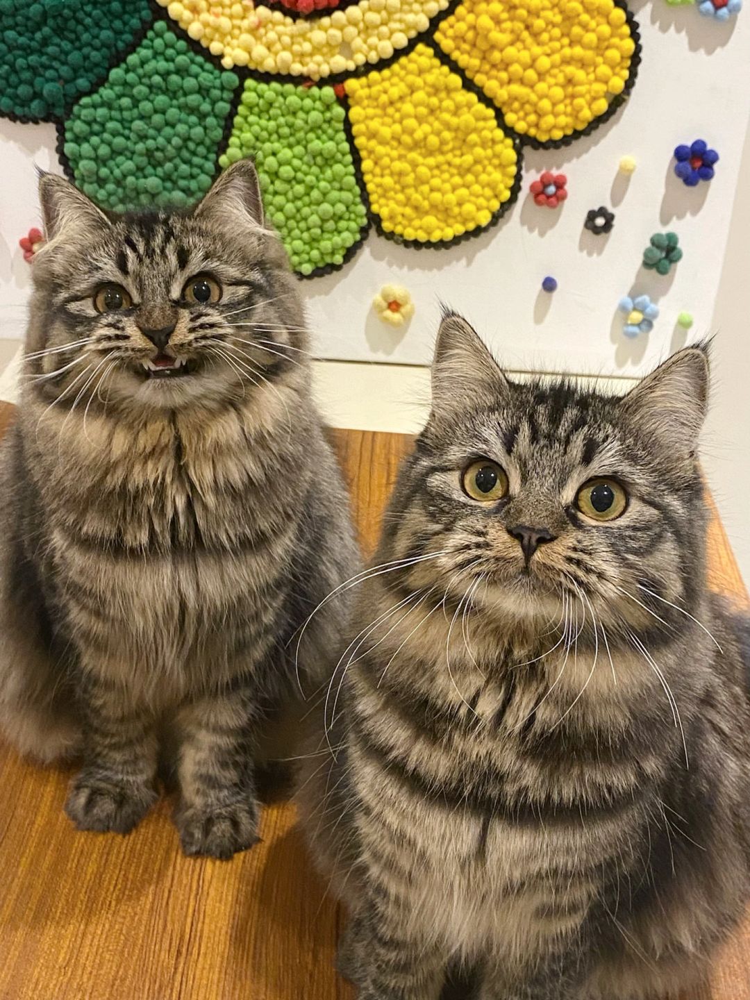 猫咪也有人生照片